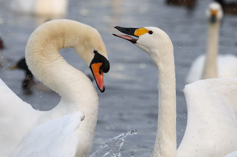 Mute swan and Bewick's swan